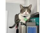Adopt Max a American Shorthair