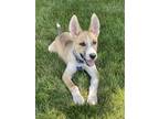 Adopt Mackarel a Australian Cattle Dog / Blue Heeler