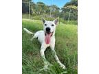 Adopt Orion (Citron) a Dogo Argentino