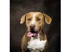 Adopt Mars a Labrador Retriever, Terrier
