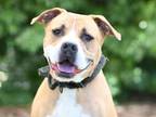 Adopt PACO a American Staffordshire Terrier