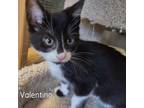 Adopt Valentino a Domestic Medium Hair