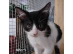 Adopt Adam a Domestic Medium Hair