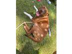Adopt Annie a Pit Bull Terrier