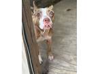 Adopt Rooney a Pit Bull Terrier