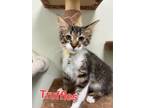 Adopt Truffles (Piper 1) a Domestic Medium Hair