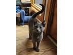 Adopt Snoopy Boo a Domestic Short Hair, British Shorthair