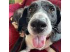 Adopt Chug the mommichug fish a Pointer, Mixed Breed