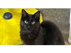 Adopt Rajah a Domestic Long Hair, Siamese