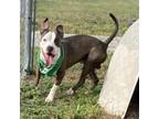Adopt Bart a Pit Bull Terrier
