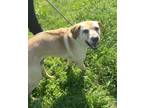 Adopt Wylie a Yellow Labrador Retriever, Mixed Breed