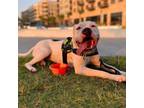 Adopt Bong a Pit Bull Terrier