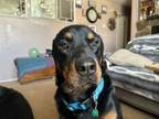 Adopt Elwood a Rottweiler