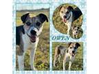 Adopt Owen CFS 240055147_2 a Beagle