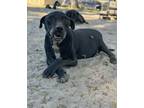 Adopt Colonel a Terrier, Mixed Breed