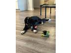 Adopt Camden a Catahoula Leopard Dog