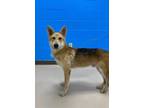 Adopt Meelo (4400 union ave) a German Shepherd Dog