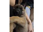 Adopt Baby Firecracker- Abe - Located in Texas a Dutch Shepherd