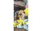 Adopt Dale of Dale and Brennan a Beagle