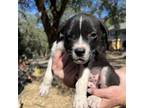 Adopt Cuddles a Pit Bull Terrier