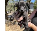 Adopt Dimples a Pit Bull Terrier