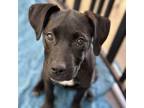 Adopt Chubby a Pit Bull Terrier