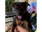 Adopt Benji a Miniature Pinscher, Pomeranian