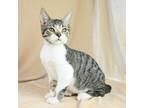 Adopt Beetle a Domestic Short Hair