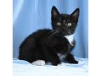 Adopt Moby a Domestic Short Hair