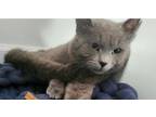 Adopt Goonie (Smokey) a Domestic Medium Hair, Russian Blue