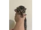 Adopt Nico a Domestic Short Hair, Tabby