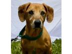 Adopt Huck a Dachshund, Mixed Breed