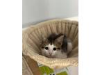 Adopt Sai a Domestic Short Hair