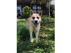 Adopt Odin a Husky, Labrador Retriever