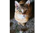 Adopt Red a Domestic Short Hair