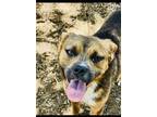 Adopt Jonesy a Shepherd, Pug