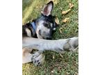 Adopt Billy a Australian Kelpie, Rat Terrier