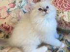 Hyperion Ragdolls Bi Color Litter