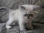 May Kittens