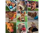 Janey Rico, Staffordshire Bull Terrier For Adoption In Phoenix, Arizona