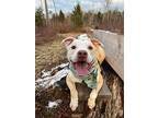 Buddy, American Pit Bull Terrier For Adoption In Lowville, New York