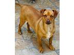 Kobe, Dachshund For Adoption In Kensington, California