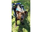 Abel, American Pit Bull Terrier For Adoption In Phoenix, Arizona
