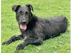 Sadie, Schnauzer (standard) For Adoption In Great Bend, Kansas