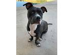 Angelo, Staffordshire Bull Terrier For Adoption In Phoenix, Arizona