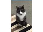 Lindsay, American Shorthair For Adoption In Bartlesville, Oklahoma