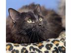 Macaw Church, Maine Coon For Adoption In Mount Laurel, New Jersey