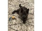 Smokey, Russian Blue For Adoption In Whitestone, New York