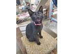 Brandi, American Shorthair For Adoption In Bartlesville, Oklahoma