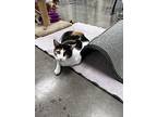 Miss Pretty, Calico For Adoption In Bartlesville, Oklahoma